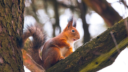 Eurasian red squirrel (Sciurus vulgaris) sits on a tree branch. Cute and funny fluffy squirrel sits and look straight into the camera. Spring in Eastern Europe, Riga, Latvia