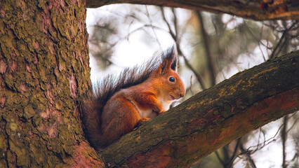 Cute eurasian red squirrel (Sciurus vulgaris) sits on a tree branch. Cute and funny fluffy squirrel sits and look straight into the camera. Spring in Eastern Europe, Riga, Latvia