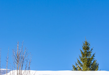 Pino verde en la nieve con cielo azul