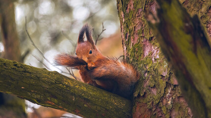 Eurasian red squirrel(Sciurus vulgaris)cleans fluffy tail on a tree branch and looks straight at the camera.Squirrel paws with claws. Beautiful background with bokeh.Autumn in Eastern Europe,Latvia