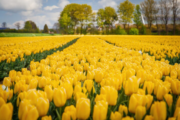 Field of yellow tulips on a sunny day