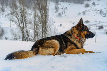 Perro tumbado en la nieve