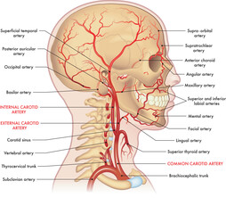 Medical illustration of the major arteries of the head and neck, with annotations.