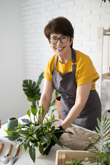 Gardening home. Woman replanting and watering green plant from watering can in home. Potted green plants at home, home jungle, floral decor. Florist shop concept