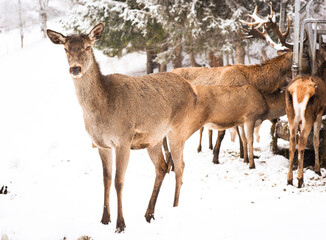 Naklejka na ściany i meble European red deer (Cervus elaphus), stag and doe in the winter forest, Austria, Eurepe.
