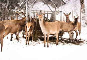 European red deer (Cervus elaphus), stag and doe in the winter forest, Austria, Eurepe.