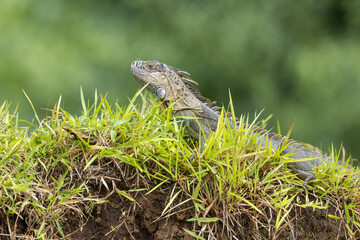 コスタリカ　カーニョネグロ野生保護区で撮影した雌のイグアナ
