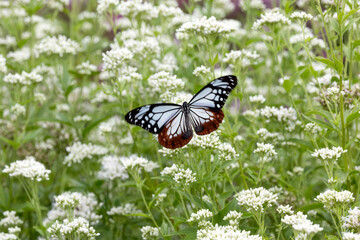 フジバカマとアサギマダラ