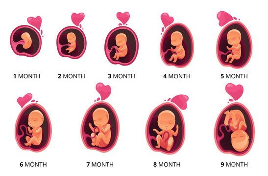 Embryo month stage growth, fetal development vector flat infographic icons. Medical illustration of foetus cycle from 1 to 9 month to birth