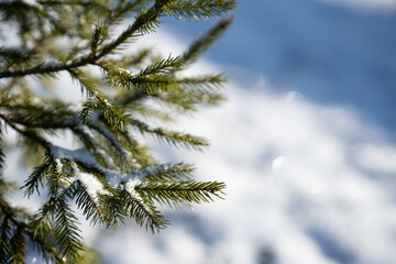 Winter season closeup photo of branches of a spruce tree with snow backround. Horizontal photograph.
