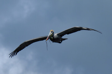 Brown Pelican with nesting material