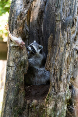 raccoon  in a tree