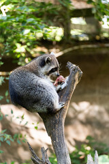 raccoon  in a tree