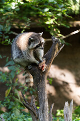 raccoon  in a tree