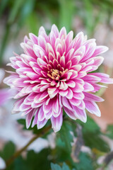 Overhead, up close, a pink and white Dahlia flower. With pretty green stem and leaves.Background...