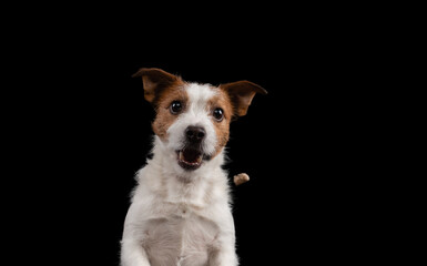 happy dog Jack Russell Terrier on dark background. funny pet catches the pieces