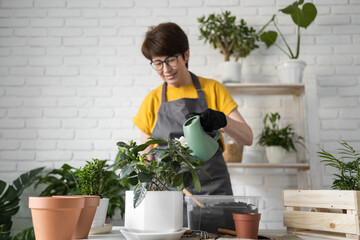 Gardening home. Woman replanting and watering green plant from watering can in home. Potted green plants at home, home jungle, floral decor. Florist shop concept