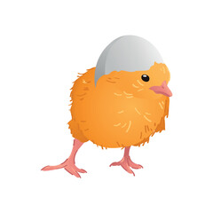 Cute funny chick on white background