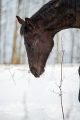 portrait of black beautiful colt 6 month old walking at snowy field. close up. cloudy winter day