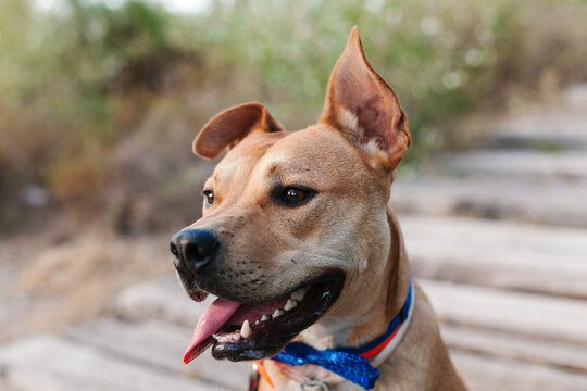 Happy dog with sticking out tongue