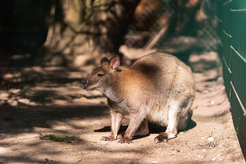 kangaroo in the zoo