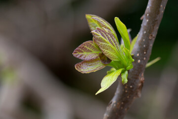 tree branch with buds background, spring close up