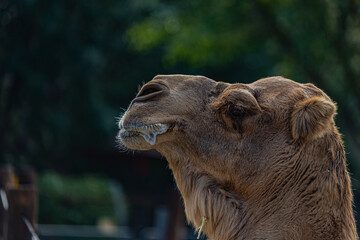 portrait of a camel