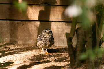 Burrowing owl in the zoo