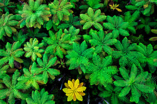 A yellow fern surrounded by green ferns