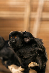 red-bellied tamarin and its baby