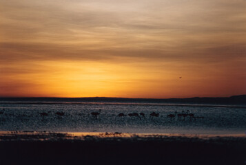 Flamingos During Twilight