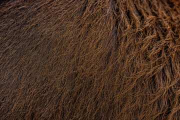 background pattern brown animal fur