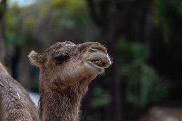 Obraz premium portrait of a camel