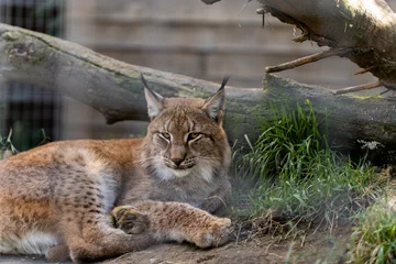 Gordijnen red lynx in the zoo © Christoffer