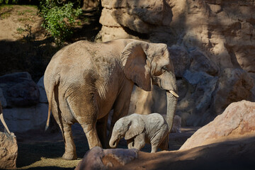 Naklejka premium Elephant mum and baby elephant walk. Sweet elephant family