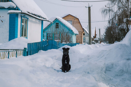 A black dog sits among the drifts.