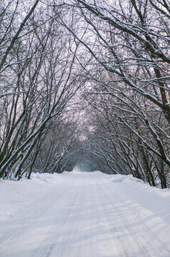 A snow-covered road and an arch of trees.