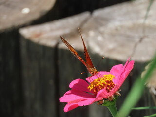 butterfly on flower