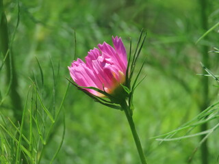 pink flower on grass