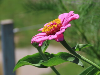 pink and yellow flower