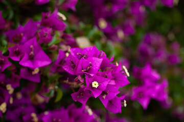 Obraz premium Ornamental plant with purple flowers Bougainvillea closeup in garden