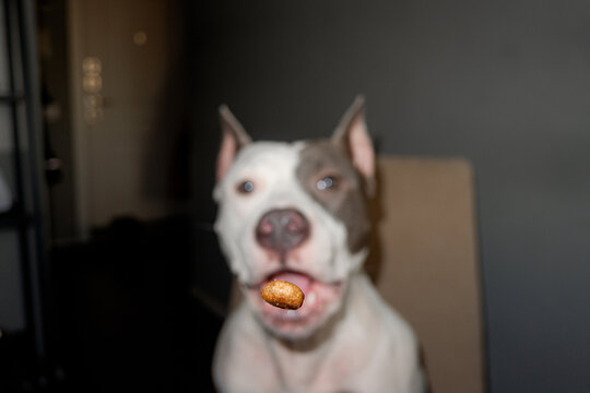 Dog Catches Piece Of Food Funny Moment