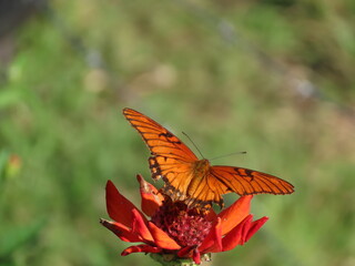 butterfly on a flower