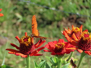 butterfly on flower