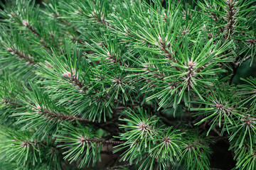 Obraz premium Pine tree, closeup, soft focus