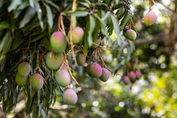 Ripe Mango Fruit bunch Tree branch in Jungle nature in Costa Rica 