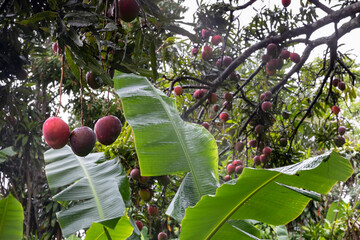 Ripe Mango Fruit bunch Tree in Jungle nature in Costa Rica with leaf