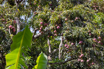 Ripe abundant Mango Fruit bunch Tree in Jungle nature in Costa Rica