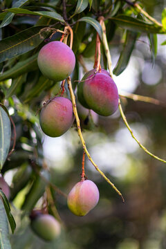 Ripe Mango Fruit bunch Tree in Jungle nature in Costa Rican rainforest