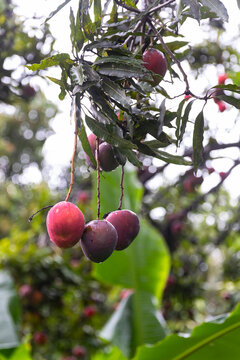 Ripe Mango Fruit bunch Tree branch in Jungle nature in Costa Rica 